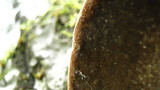 Phellinus tremulae image