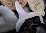 Lactarius ruginosus image