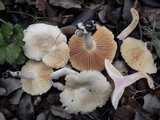 Lactarius ruginosus image