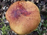 Boletus queletii image