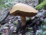 Boletus queletii image