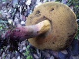 Boletus queletii image