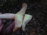 Lactarius chrysorrheus image