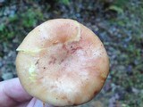 Lactarius chrysorrheus image