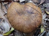 Boletus pulverulentus image