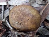 Boletus pulverulentus image