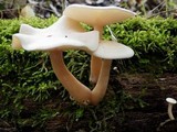 Ossicaulis lignatilis image