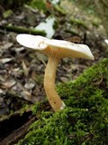 Ossicaulis lignatilis image