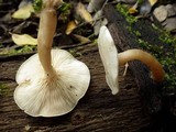 Ossicaulis lignatilis image