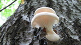 Pleurotus populinus image