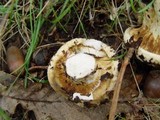 Lactarius vellereus image