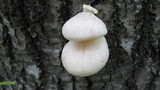 Pleurotus populinus image