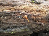 Lycogala epidendrum image