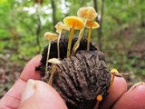 Mycena crocea image