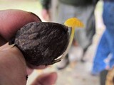 Mycena crocea image