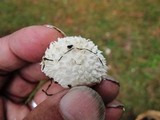Lycoperdon echinatum image