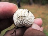 Lycoperdon echinatum image