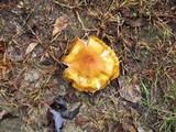 Armillaria gallica image