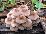 Mycena galericulata image