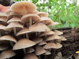 Mycena galericulata image