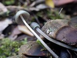Mycena amicta image