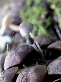 Mycena amicta image