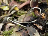 Mycena amicta image