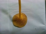 Chrysomphalina chrysophylla image