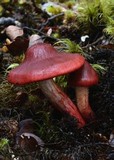 Cortinarius cardinalis image