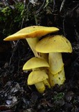Cortinarius canarius image