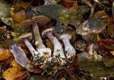 Cortinarius carbonellus image