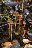 Cortinarius lanceolatus image