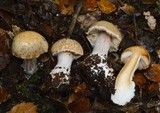 Cortinarius iringa image