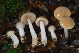 Cortinarius vitreopileatus image