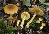 Cortinarius chrysma image