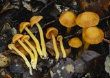 Cortinarius luteinus image
