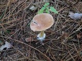 Clitocybe costata image