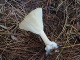 Clitocybe costata image