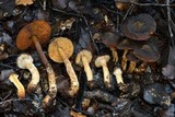 Cortinarius caryotis image