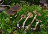 Descolea phlebophora image