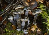 Cortinarius rhipiduranus image