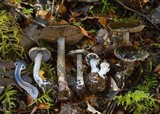 Cortinarius rhipiduranus image