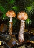 Cortinarius indolicus image