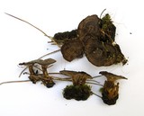 Coltricia cinnamomea image