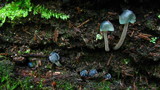 Mycena subcaerulea image