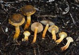 Cortinarius pholiotellus image