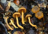 Cortinarius malosinae image