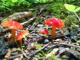 Hygrocybe acutoconica image