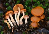 Cortinarius veronicae image