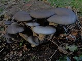 Pleurotus columbinus image